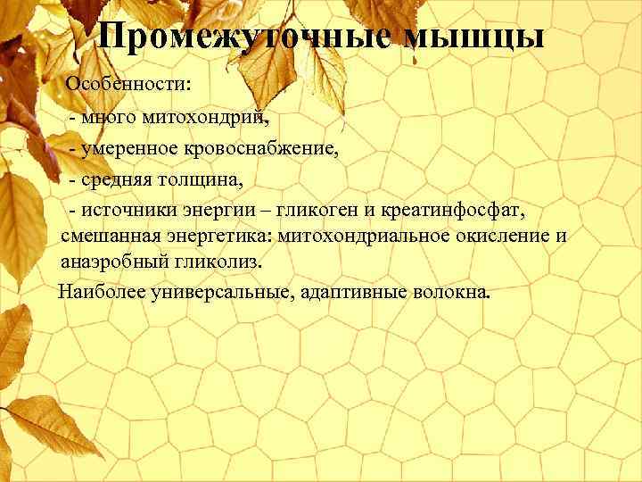 Промежуточные мышцы Особенности: - много митохондрий, - умеренное кровоснабжение, - средняя толщина, - источники
