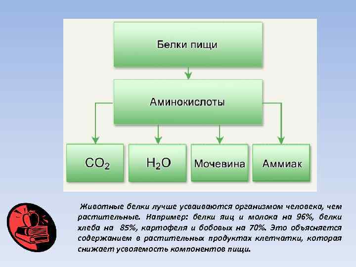 Животные белки лучше усваиваются организмом человека, чем растительные. Например: белки яиц и молока на