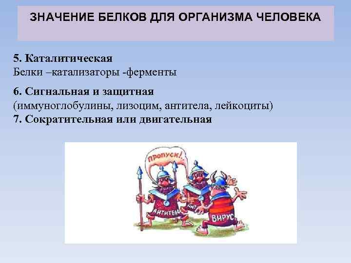 ЗНАЧЕНИЕ БЕЛКОВ ДЛЯ ОРГАНИЗМА ЧЕЛОВЕКА 5. Каталитическая Белки –катализаторы -ферменты 6. Сигнальная и защитная