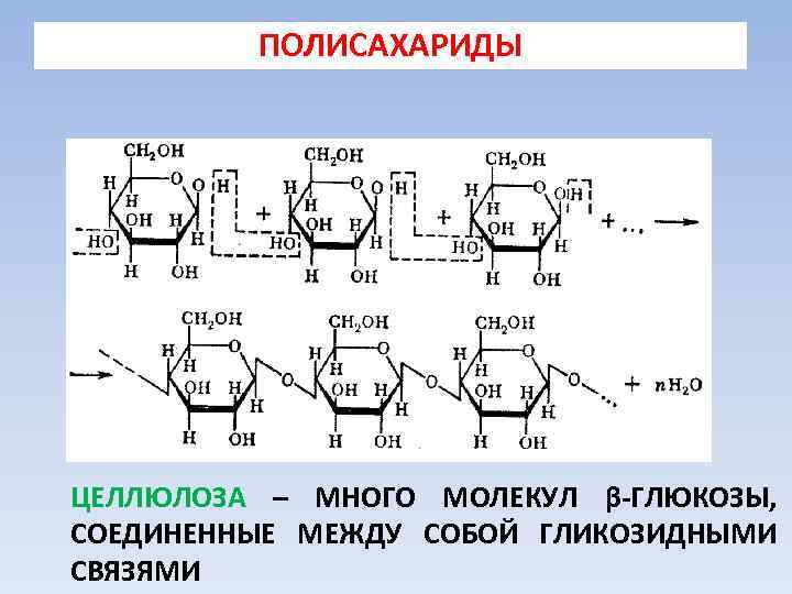 ПОЛИСАХАРИДЫ ЦЕЛЛЮЛОЗА – МНОГО МОЛЕКУЛ β-ГЛЮКОЗЫ, СОЕДИНЕННЫЕ МЕЖДУ СОБОЙ ГЛИКОЗИДНЫМИ СВЯЗЯМИ 