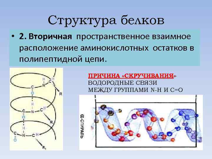 Структура белков • 2. Вторичная пространственное взаимное расположение аминокислотных остатков в полипептидной цепи. ПРИЧИНА