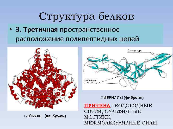 3 структура белков