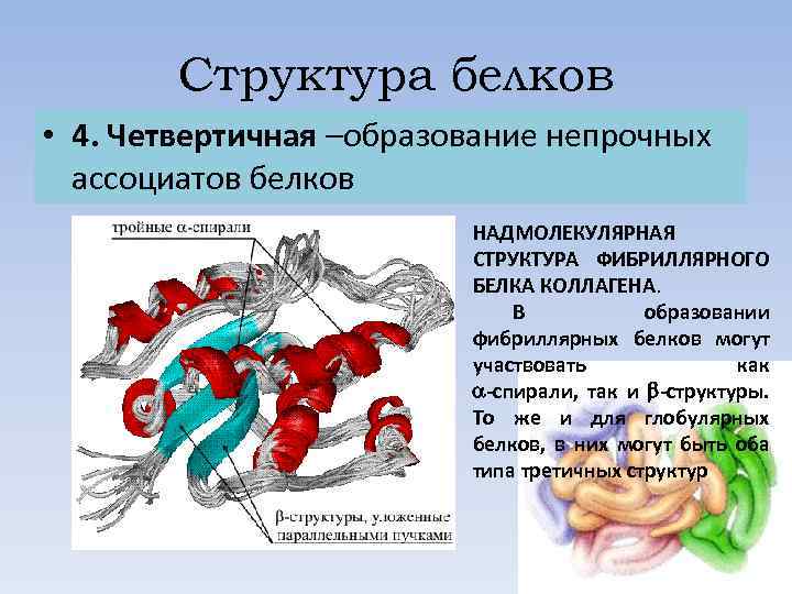 Структура белков • 4. Четвертичная –образование непрочных ассоциатов белков НАДМОЛЕКУЛЯРНАЯ СТРУКТУРА ФИБРИЛЛЯРНОГО БЕЛКА КОЛЛАГЕНА.