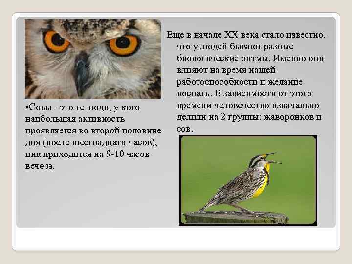 Еще в начале XX века стало известно, что у людей бывают разные биологические ритмы.