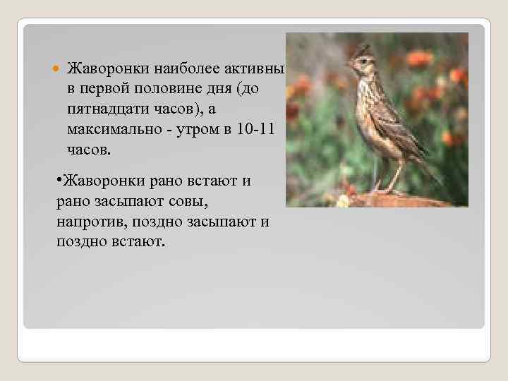  Жаворонки наиболее активны в первой половине дня (до пятнадцати часов), а максимально утром