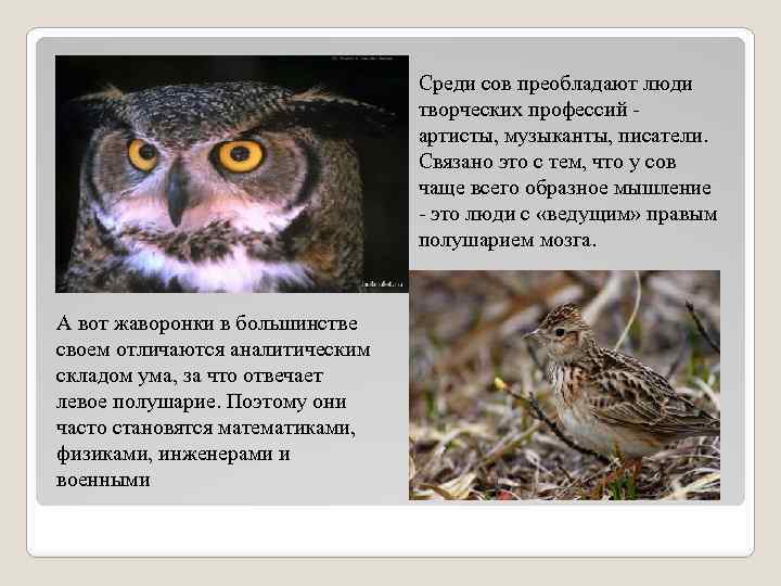 Среди сов преобладают люди творческих профессий артисты, музыканты, писатели. Связано это с тем, что