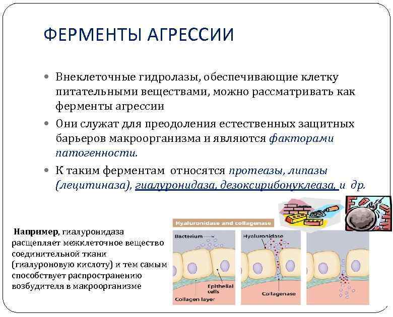 ФЕРМЕНТЫ АГРЕССИИ Внеклеточные гидролазы, обеспечивающие клетку питательными веществами, можно рассматривать как ферменты агрессии Они