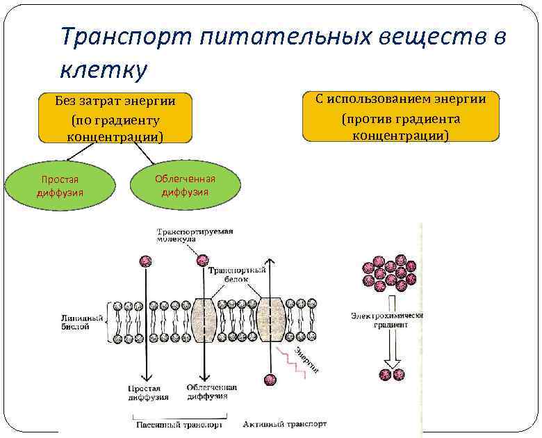 Транспорт питательных веществ в клетку Без затрат энергии (по градиенту концентрации) Простая диффузия Облегченная