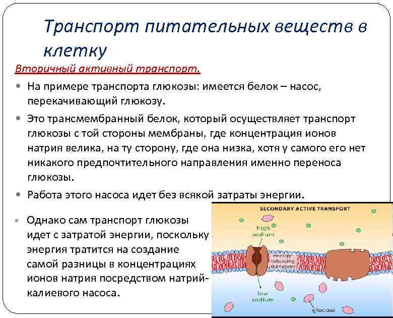 Транспорт питательных веществ в клетку Вторичный активный транспорт. На примере транспорта глюкозы: имеется белок