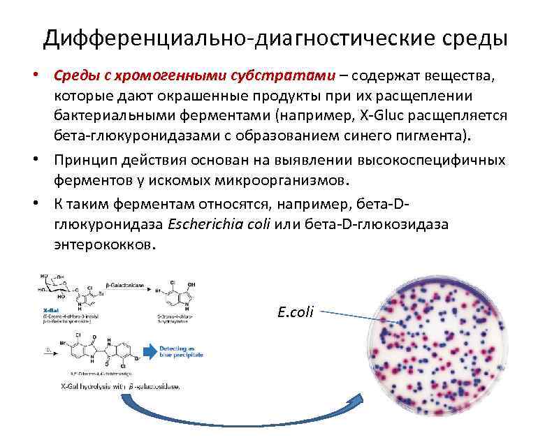 Дифференциально-диагностические среды • Среды с хромогенными субстратами – содержат вещества, которые дают окрашенные продукты