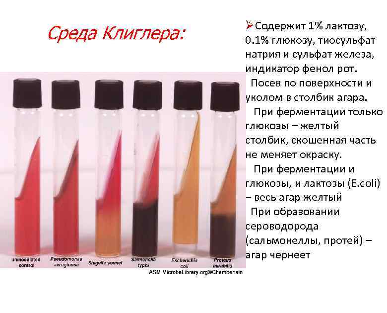Среда Клиглера: ØСодержит 1% лактозу, 0. 1% глюкозу, тиосульфат натрия и сульфат железа, индикатор