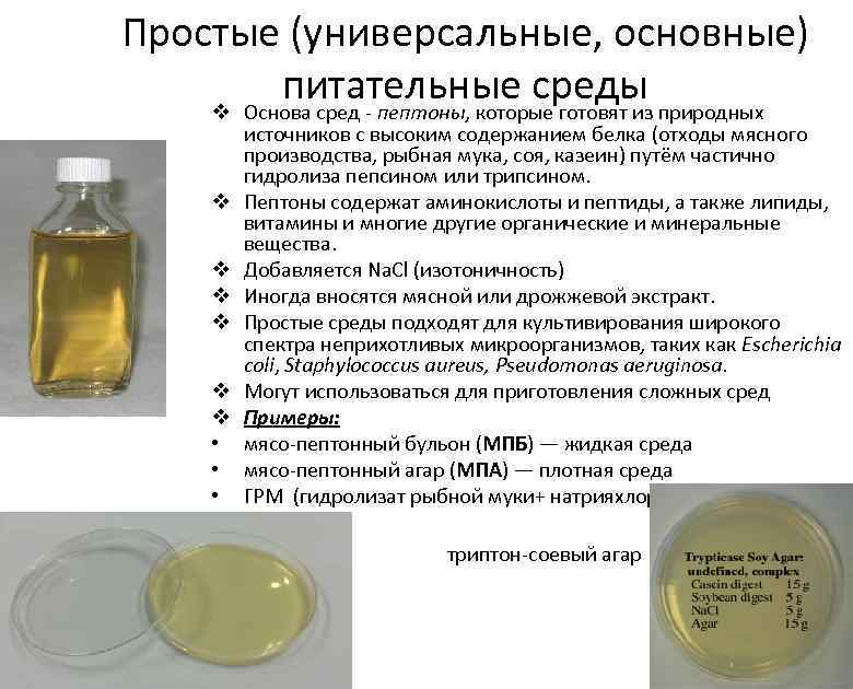 На диаграмме показано содержание питательных веществ в какао молочном шоколаде фасоли и сушеных 15