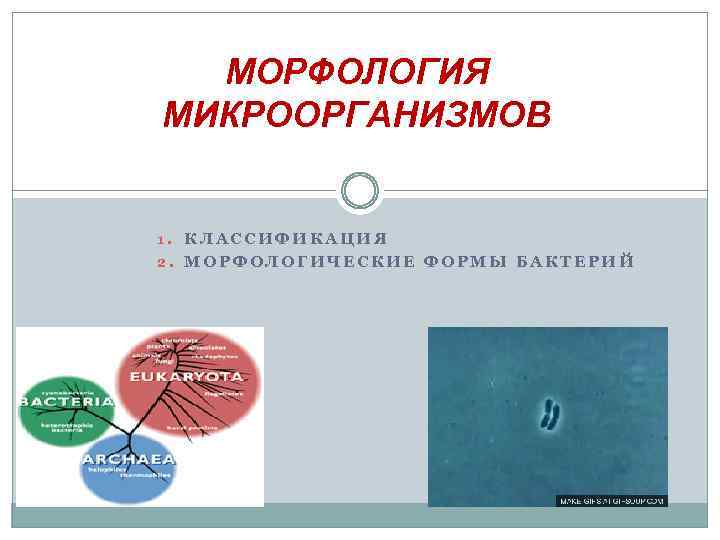 МОРФОЛОГИЯ МИКРООРГАНИЗМОВ 1. КЛАССИФИКАЦИЯ 2. МОРФОЛОГИЧЕСКИЕ ФОРМЫ БАКТЕРИЙ 