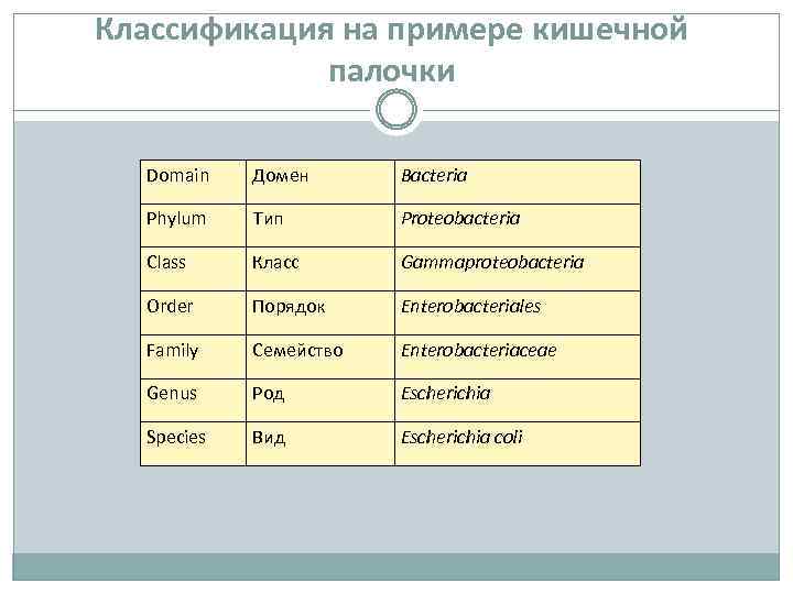 Классификация на примере кишечной палочки Domain Домен Bacteria Phylum Тип Proteobacteria Class Класс Gammaproteobacteria