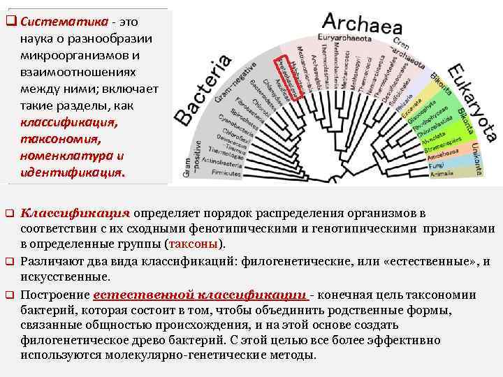 q Систематика - это наука о разнообразии микроорганизмов и взаимоотношениях между ними; включает такие