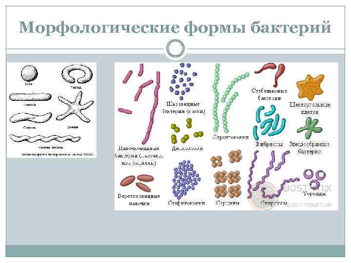 Морфологические формы бактерий 