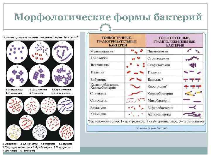 Морфологические формы бактерий 