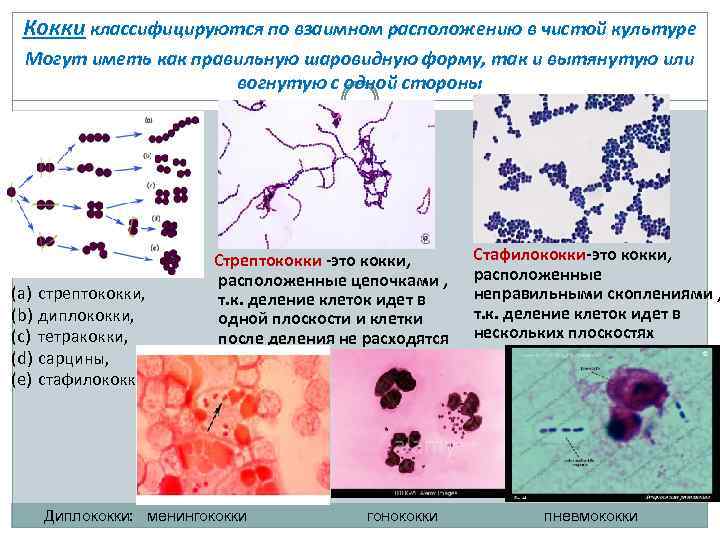 Кокки классифицируются по взаимном расположению в чистой культуре Могут иметь как правильную шаровидную форму,