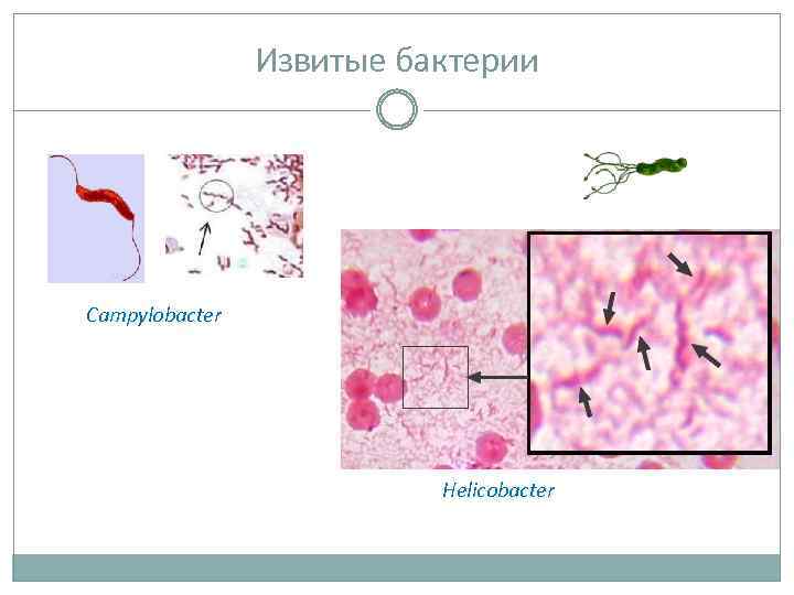 Извитые бактерии Campylobacter Helicobacter 