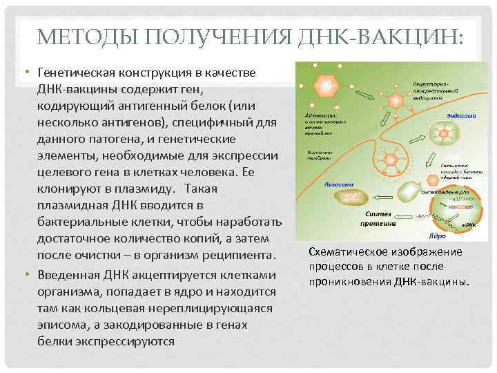 МЕТОДЫ ПОЛУЧЕНИЯ ДНК-ВАКЦИН: • Генетическая конструкция в качестве ДНК вакцины содержит ген, кодирующий антигенный