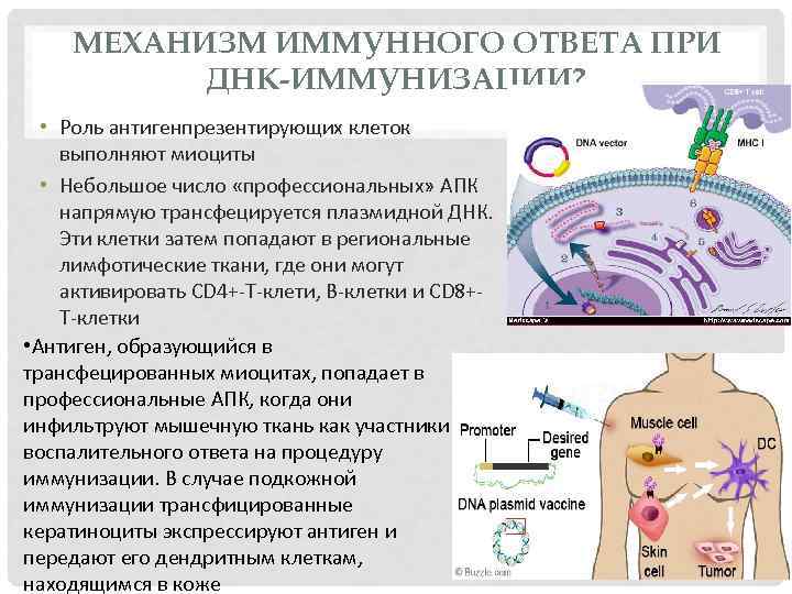 МЕХАНИЗМ ИММУННОГО ОТВЕТА ПРИ ДНК-ИММУНИЗАЦИИ? • Роль антигенпрезентирующих клеток выполняют миоциты • Небольшое число