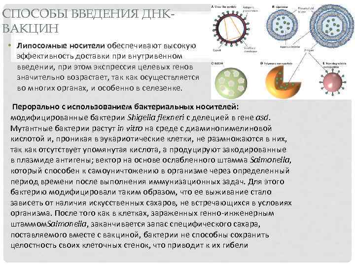 СПОСОБЫ ВВЕДЕНИЯ ДНКВАКЦИН • Липосомные носители обеспечивают высокую эффективность доставки при внутривенном введении, при