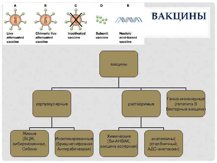 Антирабическая вакцина схема вакцинации