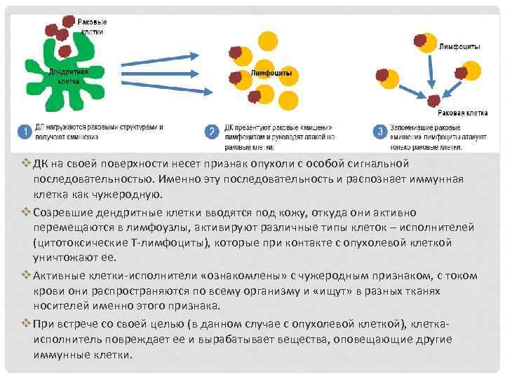 Вакцина дендритными клетками. Функции дендритных клеток иммунология. Дендритне коетки иммуноология. Миелоидные дендритные клетки.
