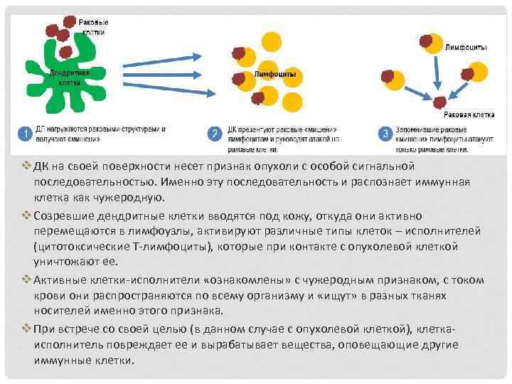 Вакцина дендритными клетками