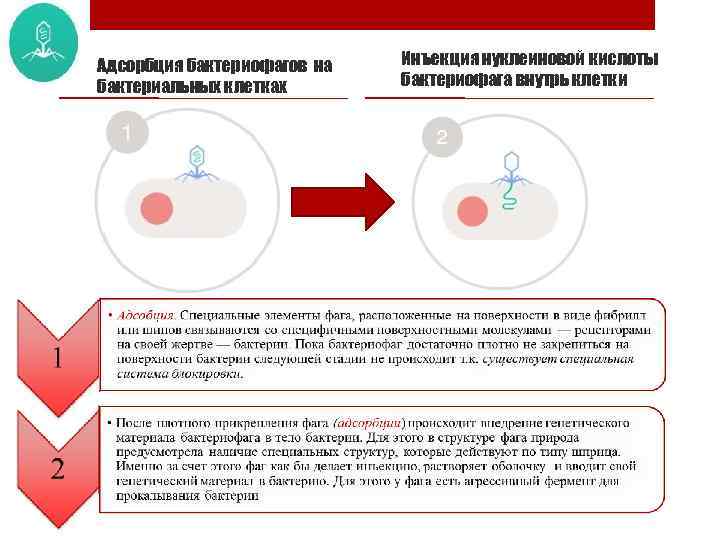 Адсорбция бактериофагов на бактериальных клетках Инъекция нуклеиновой кислоты бактериофага внутрь клетки 