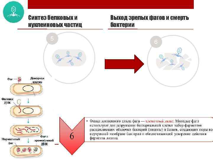 Синтез белковых и нуклеиновых частиц Выход зрелых фагов и смерть бактерии 