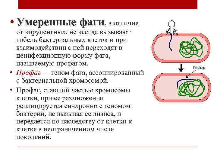  • Умеренные фаги, в отличие от вирулентных, не всегда вызывают гибель бактериальных клеток