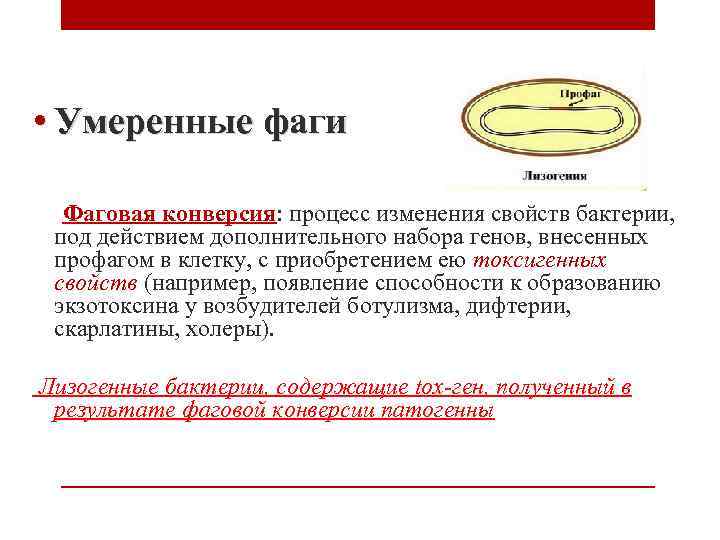  • Умеренные фаги Фаговая конверсия: процесс изменения свойств бактерии, под действием дополнительного набора