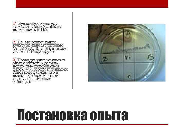 1) Бульонную культуру засевают в виде капель на поверхность МПА. 2) На высохшие капли
