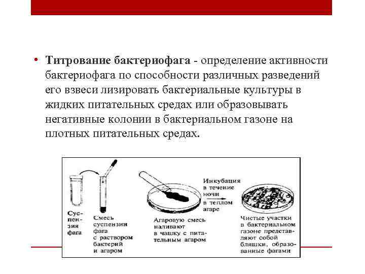  • Титрование бактериофага - определение активности бактериофага по способности различных разведений его взвеси