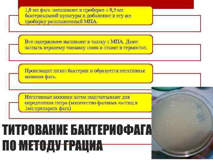 1, 0 мл фага смешивают в пробирке с 0, 5 мл бактериальной культуры и