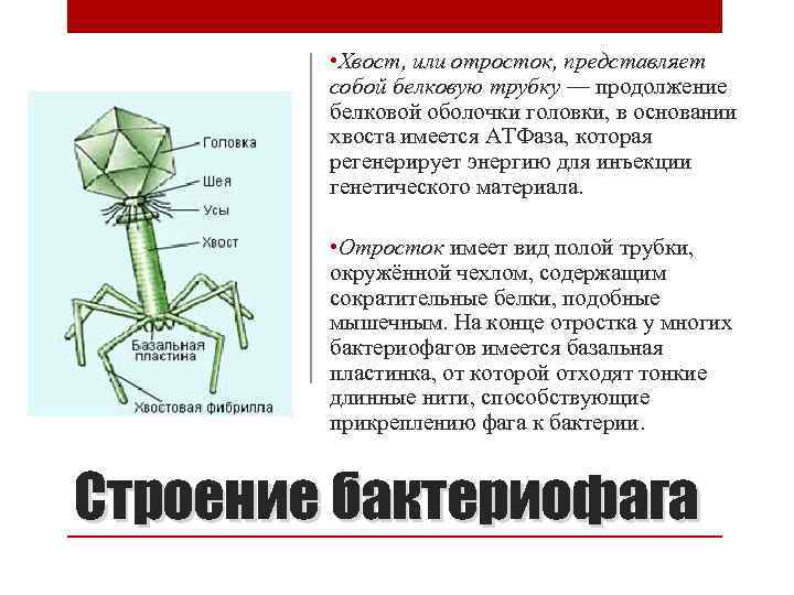  • Хвост, или отросток, представляет собой белковую трубку — продолжение белковой оболочки головки,