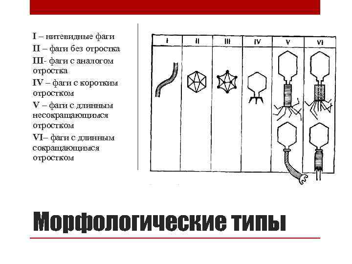 I – нитевидные фаги II – фаги без отростка III- фаги с аналогом отростка