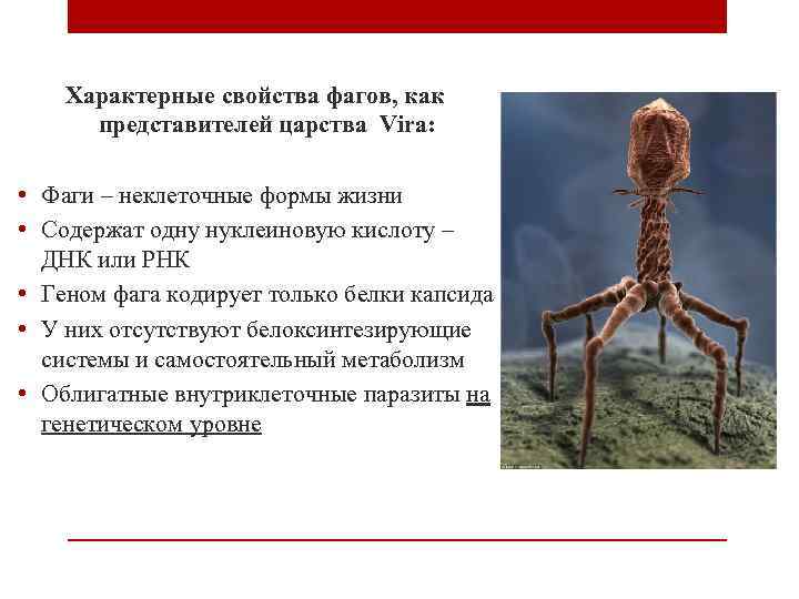 Характерные свойства фагов, как представителей царства Vira: • Фаги – неклеточные формы жизни •