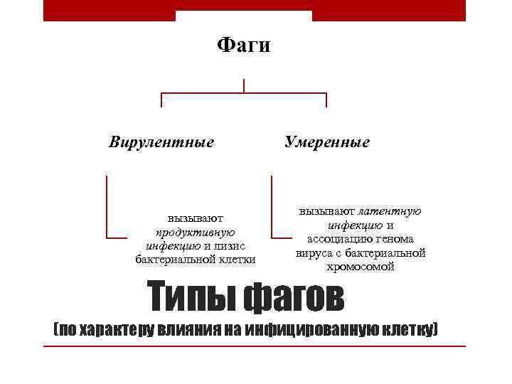 Фаги Вирулентные вызывают продуктивную инфекцию и лизис бактериальной клетки Умеренные вызывают латентную инфекцию и