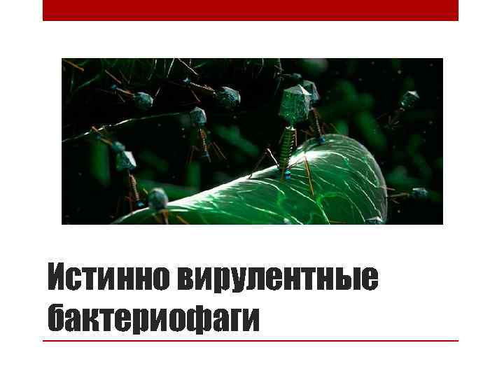 Истинно вирулентные бактериофаги 