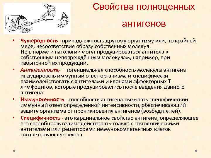 Свойства полноценных антигенов • Чужеродность - принадлежность другому организму или, по крайней мере, несоответствие