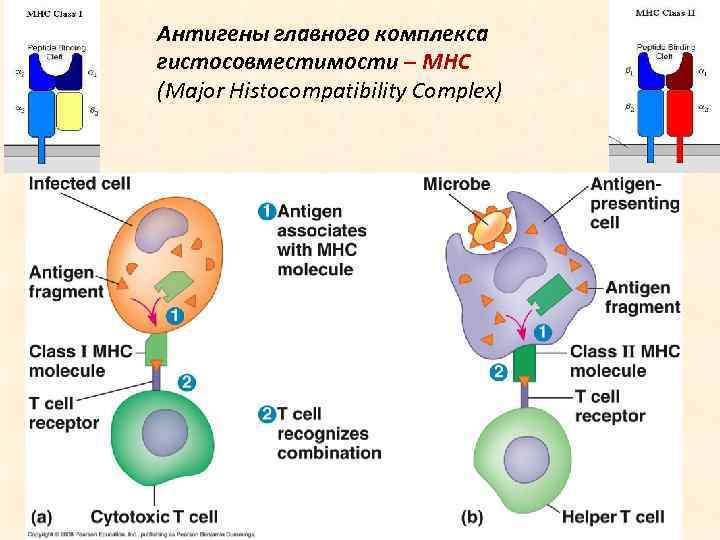 Антигены главного комплекса гистосовместимости – МНС (Major Histocompatibility Complex) 