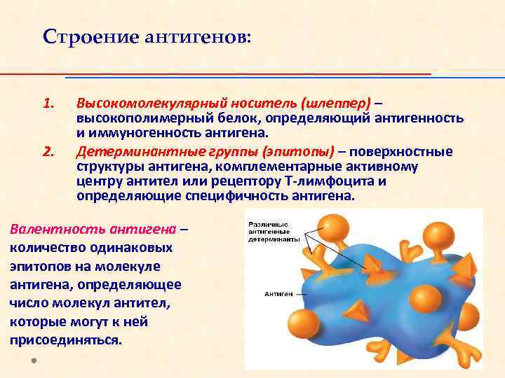 Строение антигенов: 1. 2. Высокомолекулярный носитель (шлеппер) – высокополимерный белок, определяющий антигенность и иммуногенность