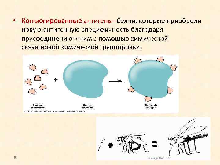  • Конъюгированные антигены белки, которые приобрели новую антигенную специфичность благодаря присоединению к ним