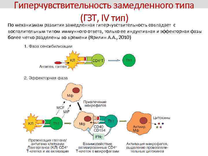 Гиперчувствительность замедленного типа (ГЗТ, IV тип) По механизмам развития замедленная гиперчувствительность совпадает с воспалительным