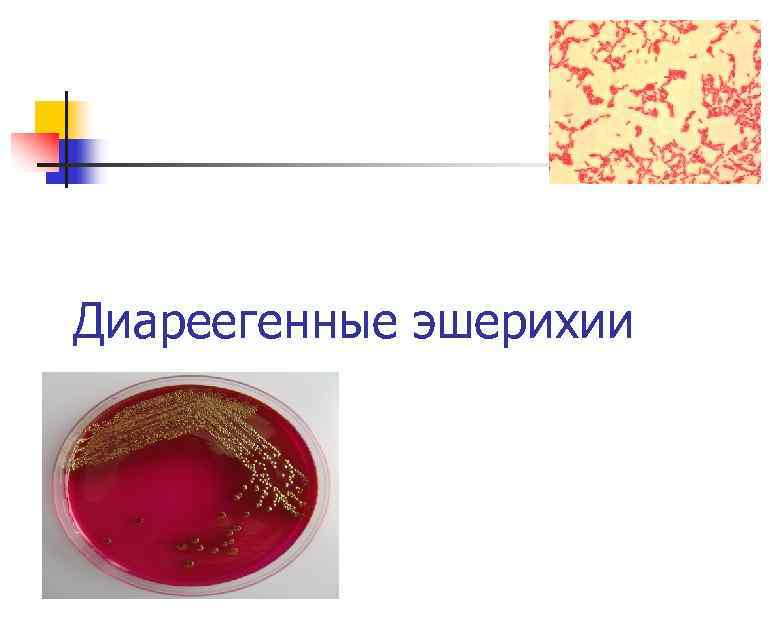 Диареегенные эшерихии 