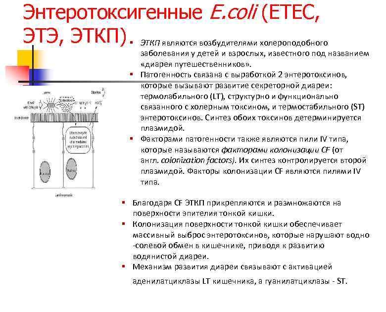 Энтеротоксигенные E. coli (ETEC, ЭТЭ, ЭТКП) § ЭТКП являются возбудителями холероподобного заболевания у детей
