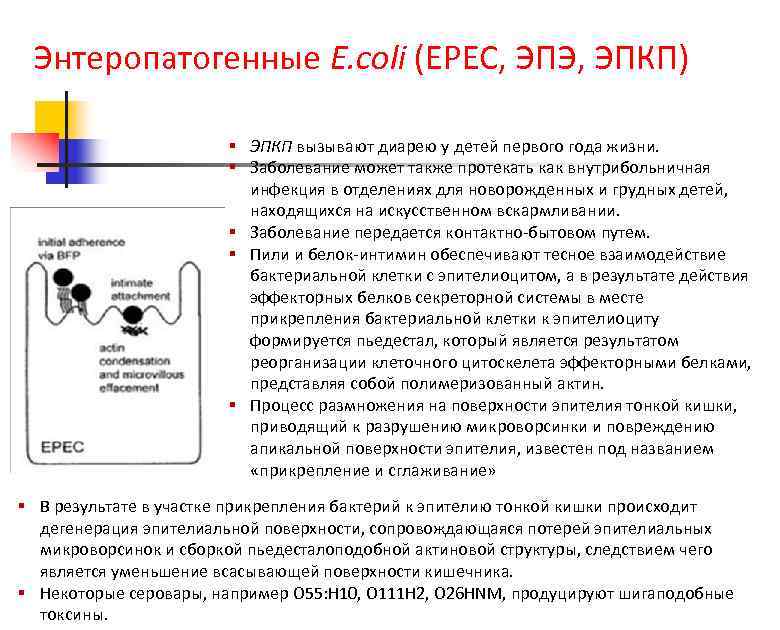 Энтеропатогенные E. coli (EPEC, ЭПЭ, ЭПКП) § ЭПКП вызывают диарею у детей первого года
