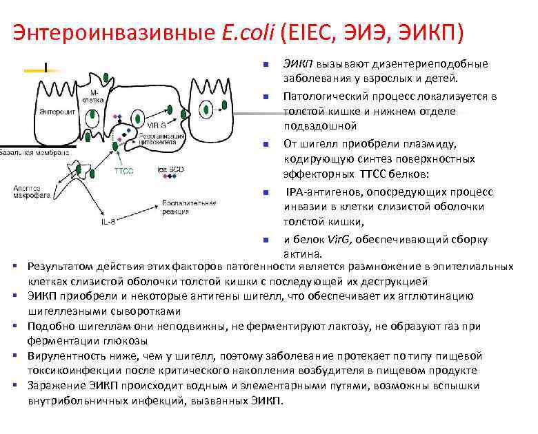 Энтероинвазивные E. coli (EIEC, ЭИЭ, ЭИКП) ЭИКП вызывают дизентериеподобные заболевания у взрослых и детей.